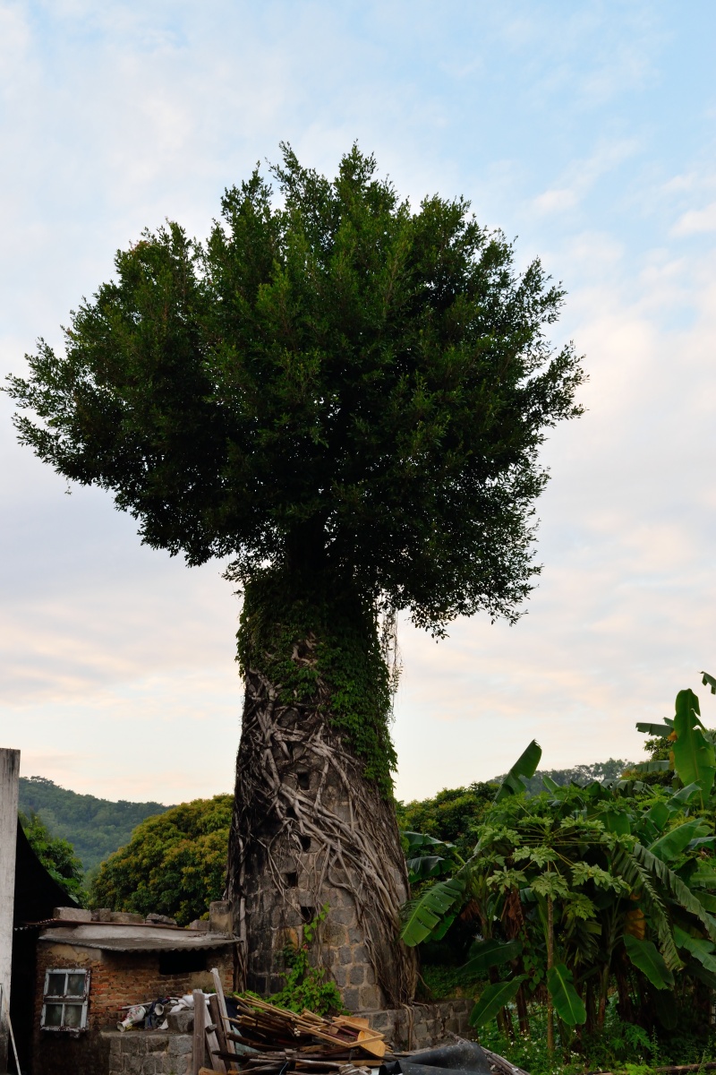 汕头东湖村一颗奇怪的树