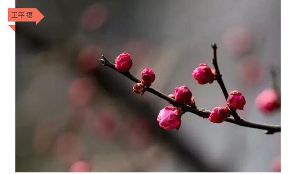 《赏梅》?卿语 诗<br />
梦里花，花中梦<br />
情花俏衬露红颜<br />
良辰美景不再寒