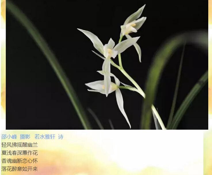 若水雅轩（卿语）配诗