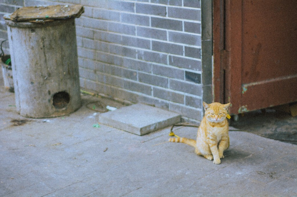 一只眯着眼睛的猫
