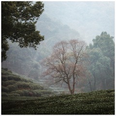 茶园枯树