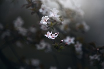 李花
