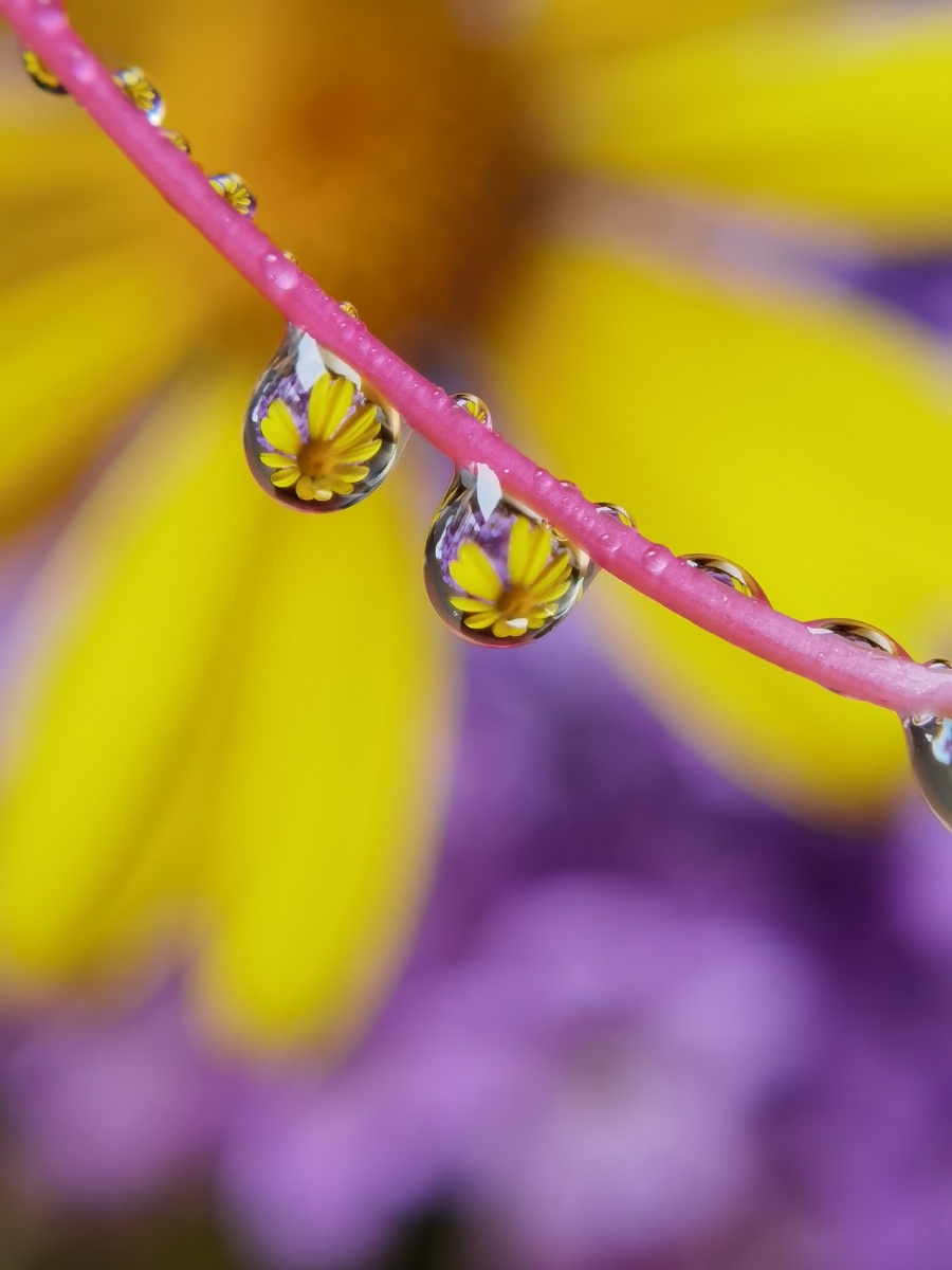 水珠花原图直出