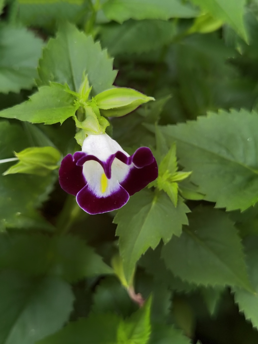 《夏堇花》 - 君子之交爱摄影 - 图虫