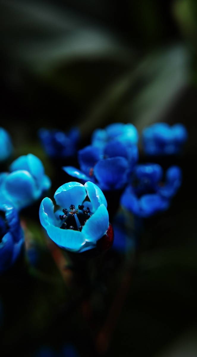 蓝色之美奥梅花的花语是傲骨纯洁高雅和无私奥梅花的花期在每年最为