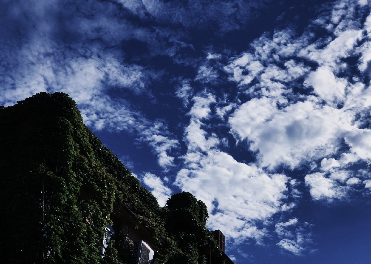 麻叶绿了小轩窗 - 图虫