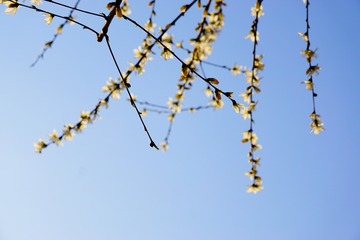 春的光彩
