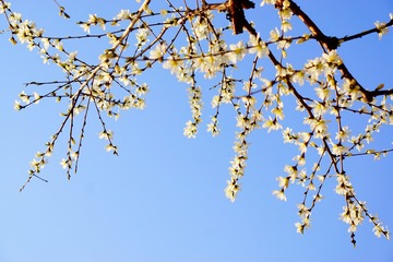 春的光彩