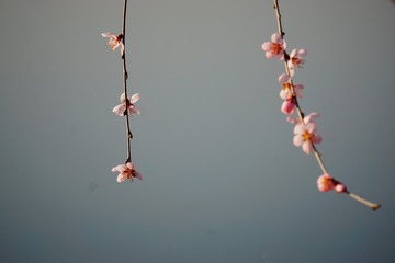 临水照花