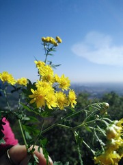 花儿与天空