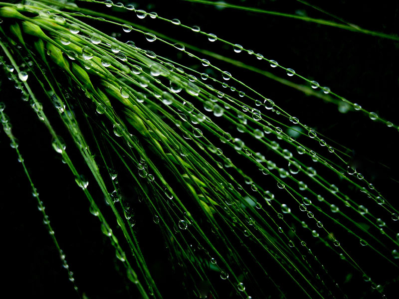 照片拍摄正值谷雨季节,麦穗在雨中的线条更加优美.