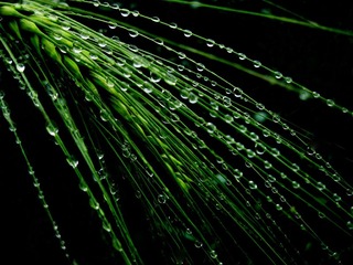 谷雨