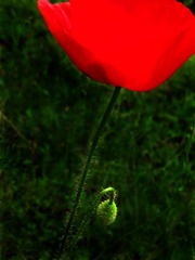 IMG_4964_