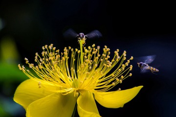 野蜂飞舞
