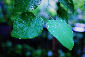 0CC8A766-F1F1-45BC-A4F3-6388FE8A66A4/L0/001