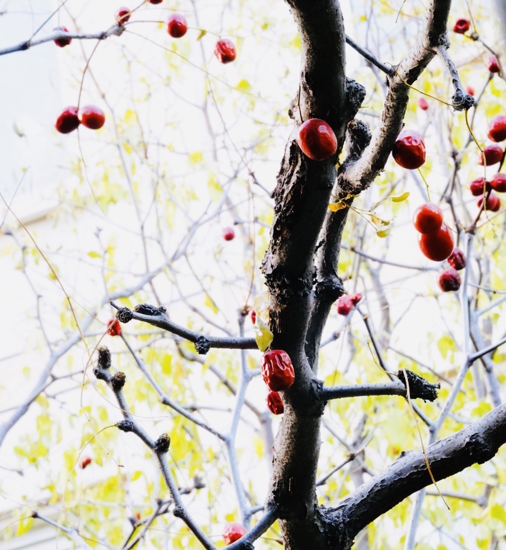 邻家枣树挂满枝