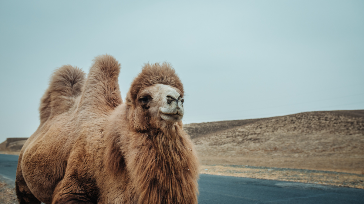 偶遇的肥骆驼新疆沙湾西戈壁