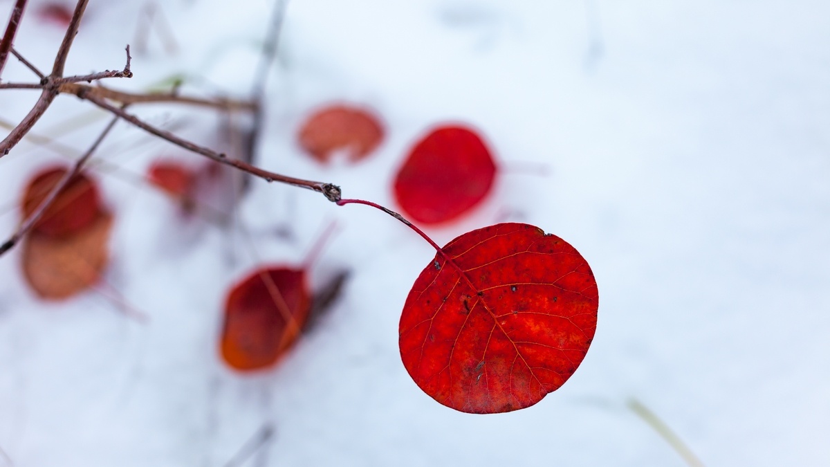 亮丽的雪中红叶