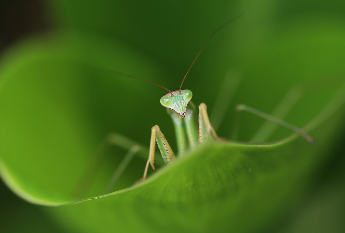一只螳螂趴在美人蕉的叶子里