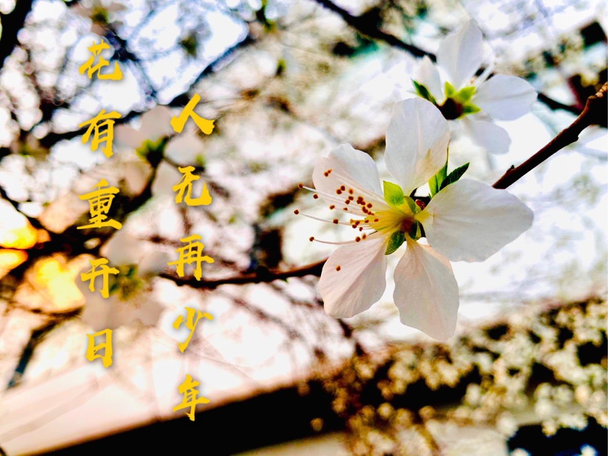 花有重开日人无再少年