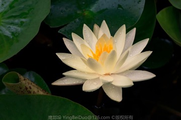 莲