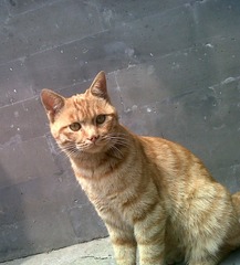 IMG00008-20120507-1152_