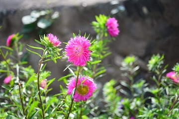 ZEN_3748
