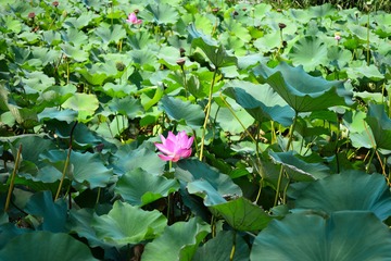 ZEN_3794