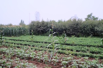 DSCF5303