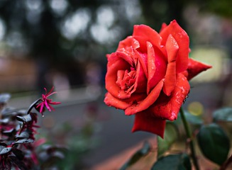 _DSC1946aaa