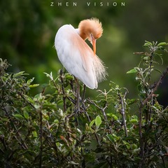 ZHQ_3521-25