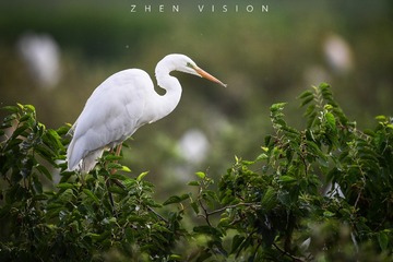 ZHQ_3525-24
