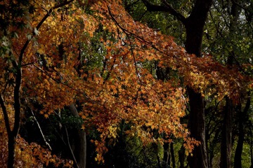 DSC03837__缩小大小