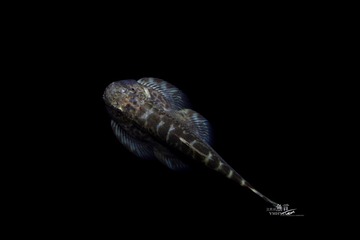 虚空悬浮