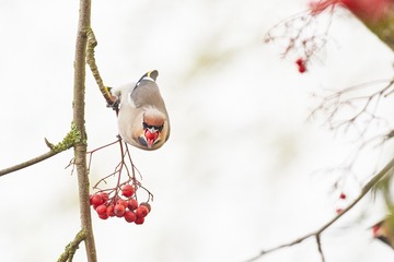。。。黑鳍鳈。。。