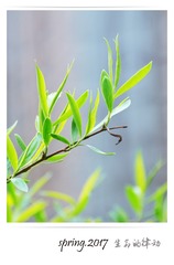 生命的律动-2