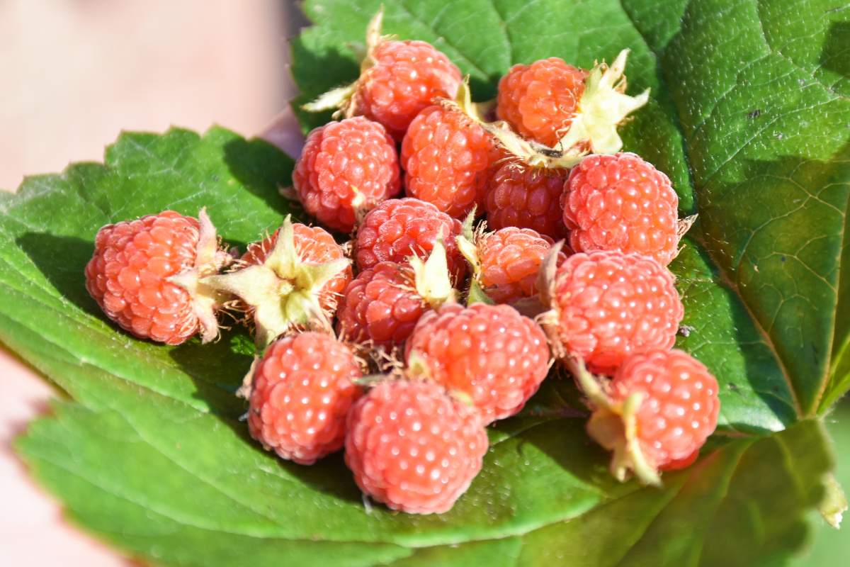 山珍野果刺泡儿