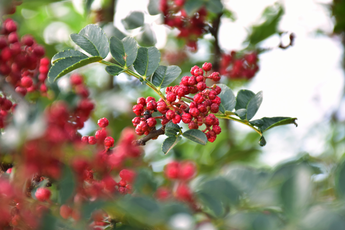 红红火火的花椒