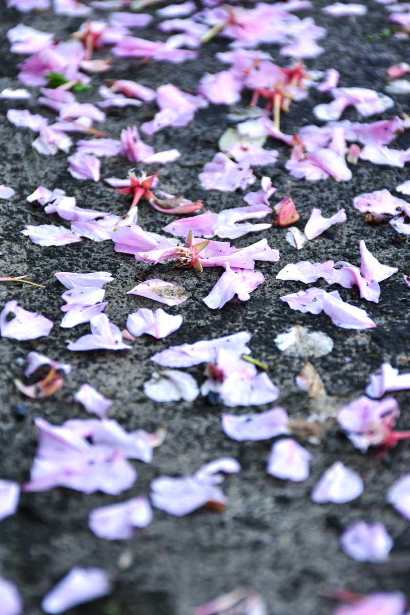 花开花落一场春雨过后枝头的花儿掉落飘零话说落红不是无情物化作春泥