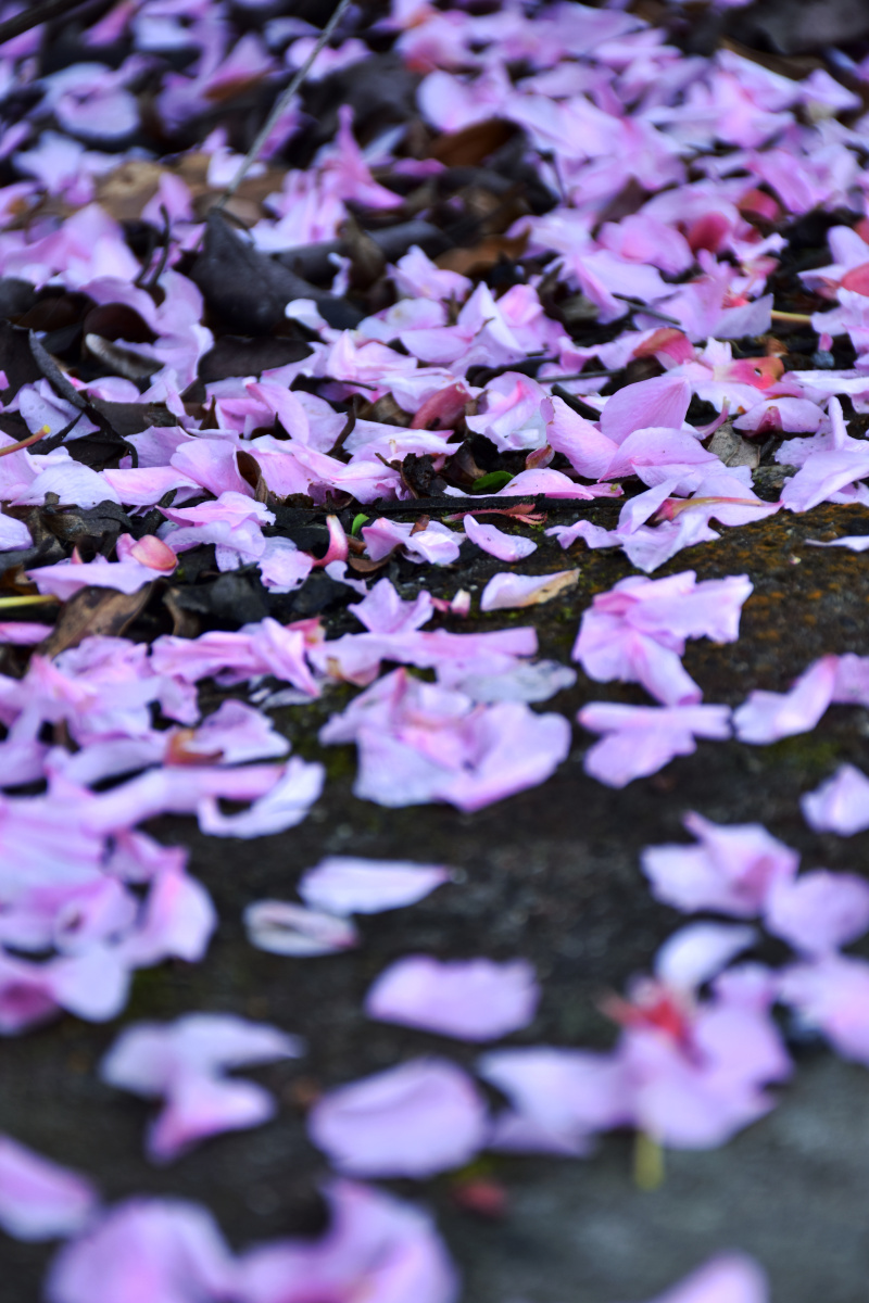 花开花落一场春雨过后枝头的花儿掉落飘零话说落红不是无情物化作春泥