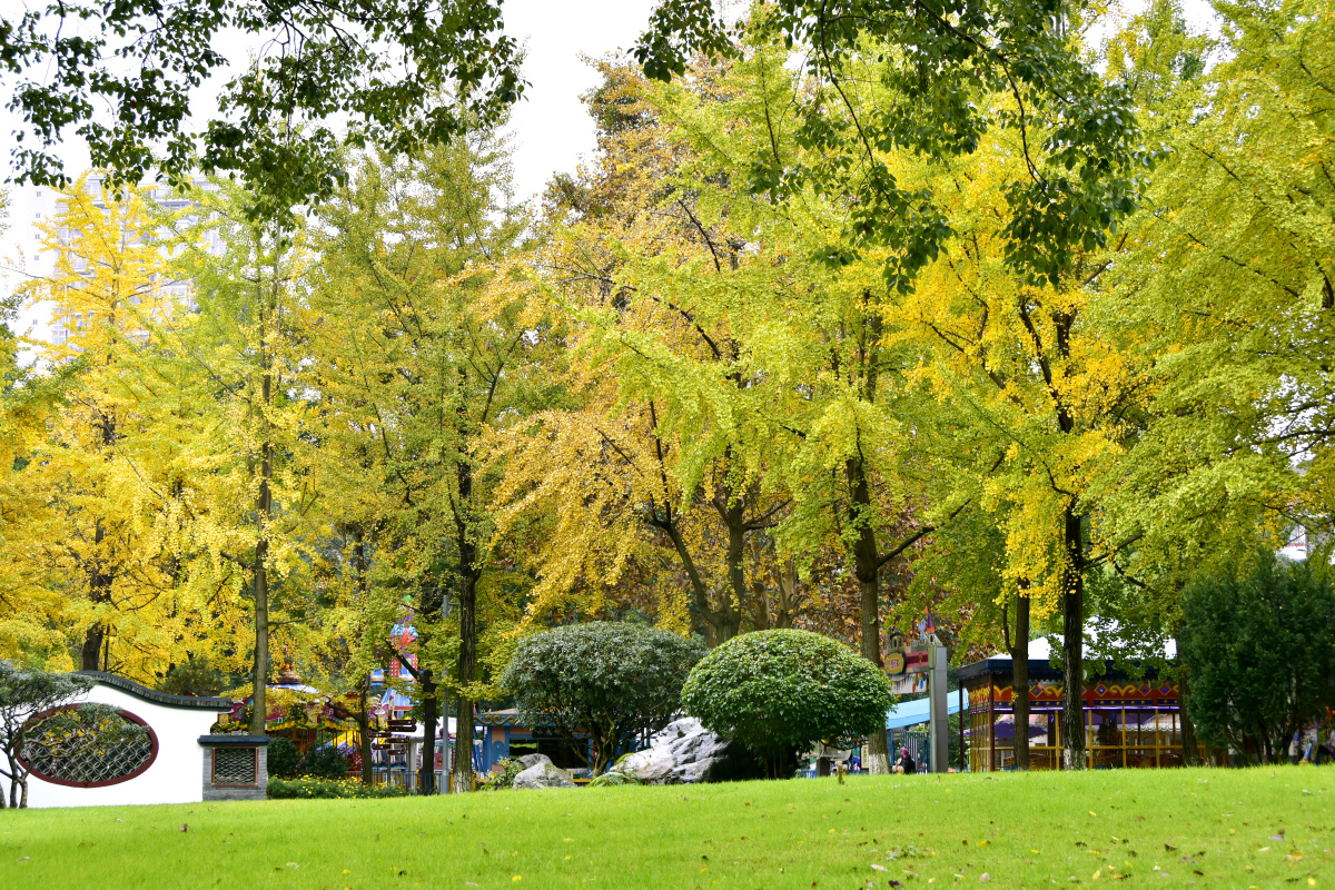 成都的市树成都银杏即将黄了