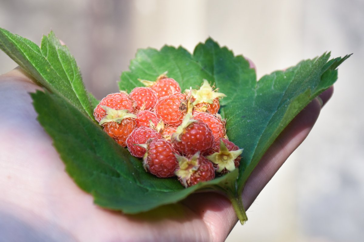 山珍野果刺泡儿