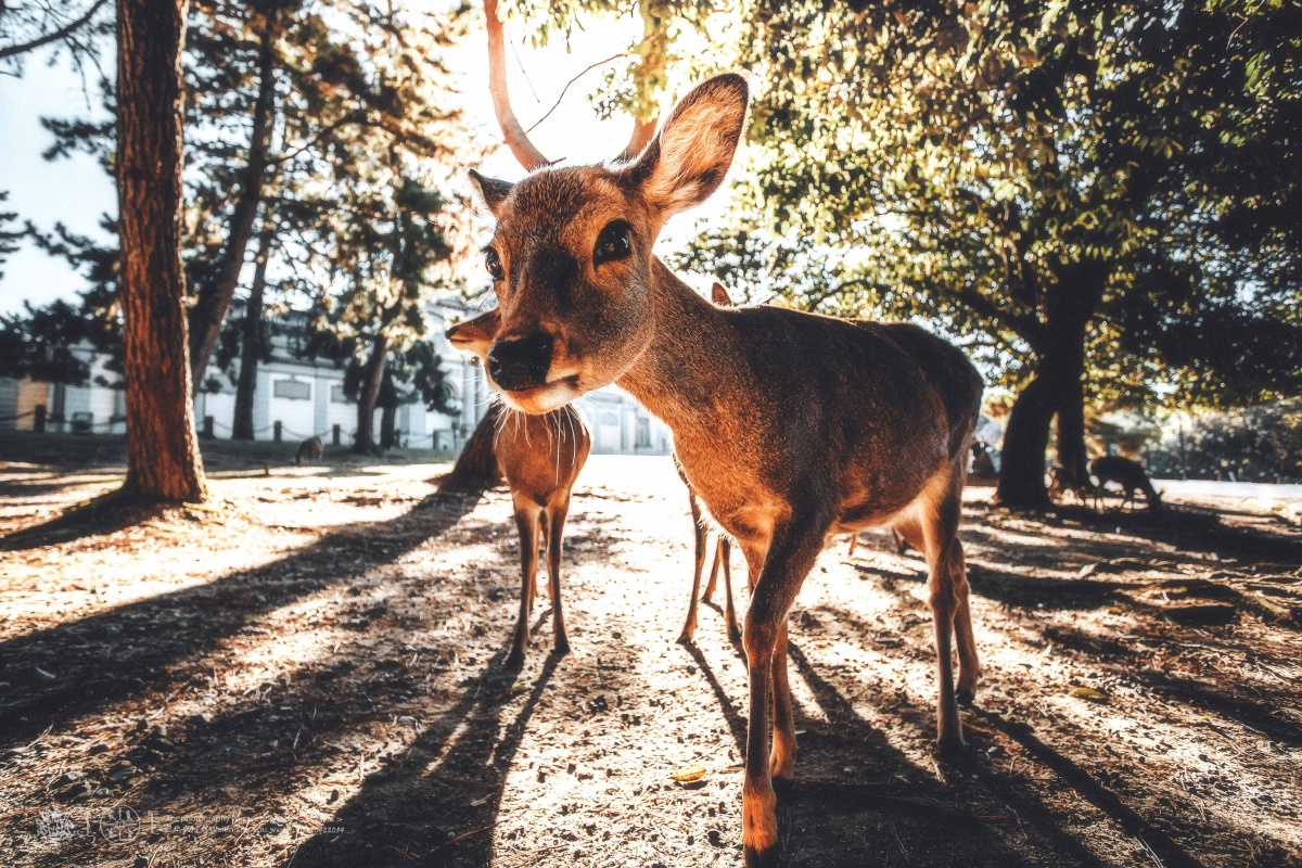 林中小鹿/looking for