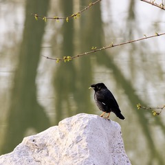 20160320_9929 拷贝