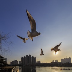 20160105_3672 左满舵 