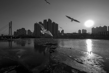20160112_7022 黑白