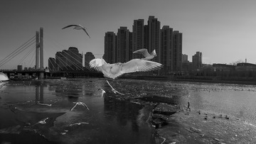20160112_7033 黑白