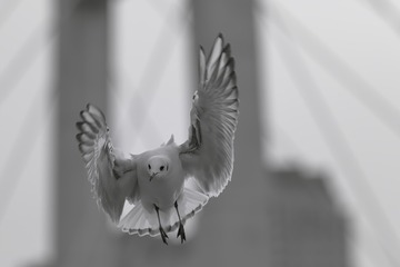 红嘴鸥_20170207_Q3A1001007 拷贝