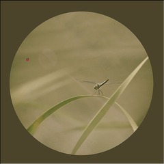 _I5A7476 拷贝3