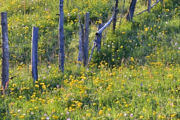 _DSC9500_00011